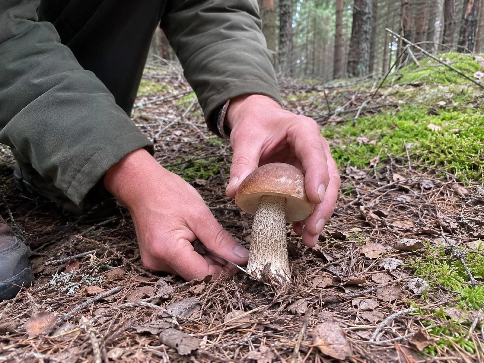 Grzybobranie