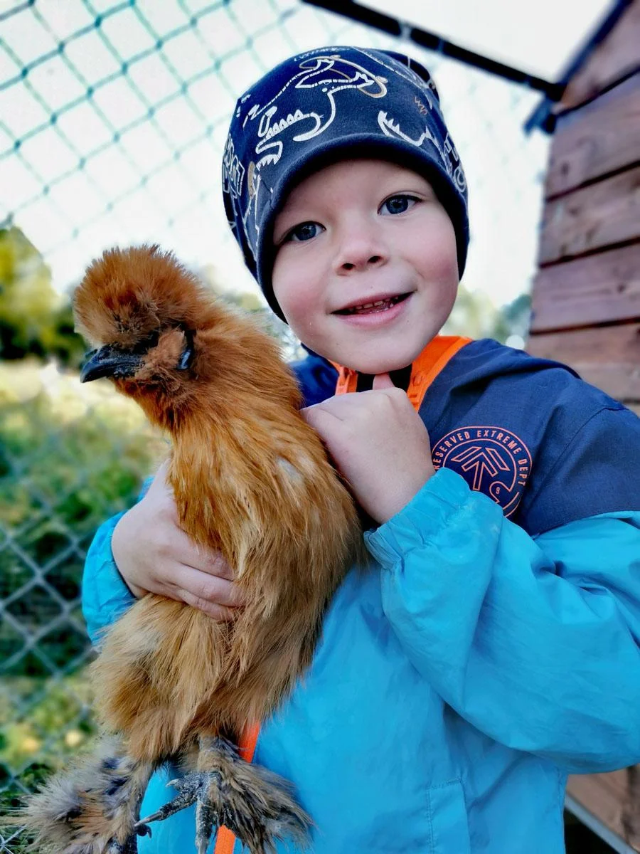 Mini-zoo — kurki Silkie